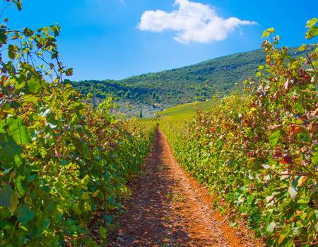 Unforgettable Guided Bike or E-Bike Tour to Ancient Nemea Vineyards