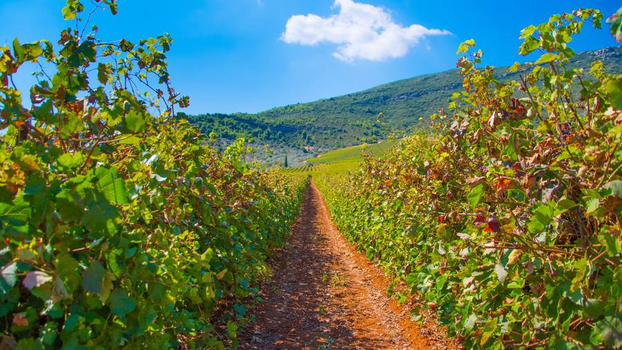 Unforgettable Guided Bike or E-Bike Tour to Ancient Nemea Vineyards